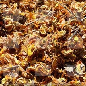 ٹیسو کے پھول / Tesu kay Phool
